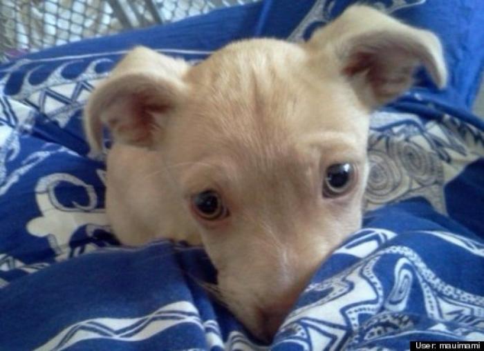 ¿Qué hacen un tigre o un león si les dejas una caja de cartón? El mejor vídeo de bichinos de la semana (VÍDEO)