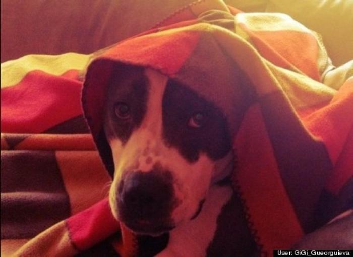 ¿Qué hacen un tigre o un león si les dejas una caja de cartón? El mejor vídeo de bichinos de la semana (VÍDEO)