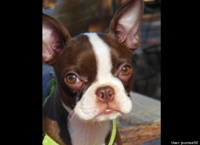 ¿Qué hacen un tigre o un león si les dejas una caja de cartón? El mejor vídeo de bichinos de la semana (VÍDEO)