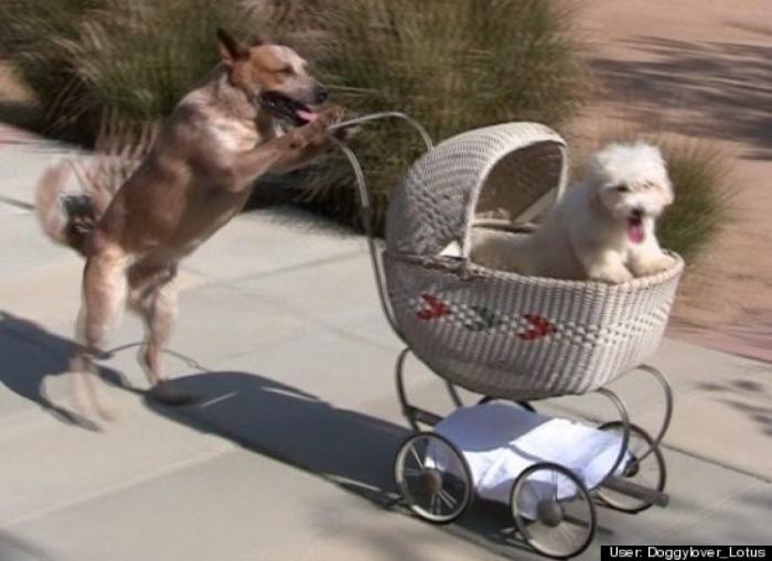 ¿Qué hacen un tigre o un león si les dejas una caja de cartón? El mejor vídeo de bichinos de la semana (VÍDEO)