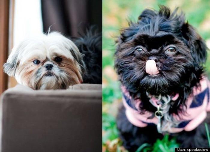 ¿Qué hacen un tigre o un león si les dejas una caja de cartón? El mejor vídeo de bichinos de la semana (VÍDEO)