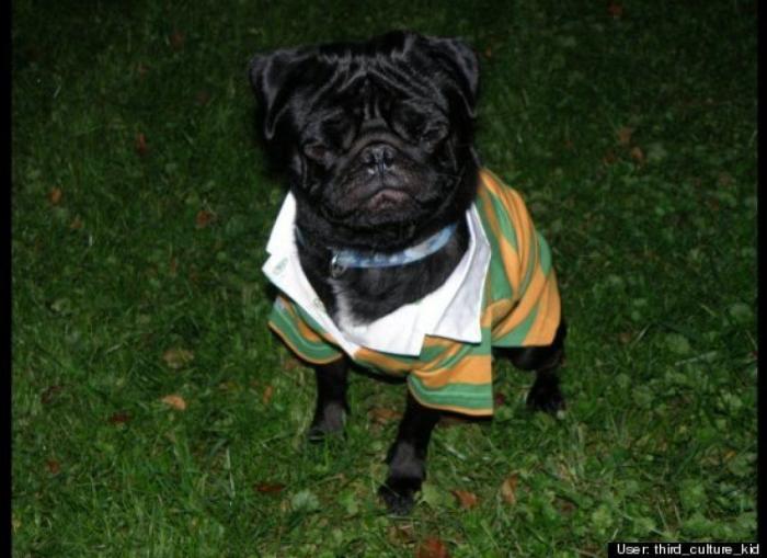 ¿Qué hacen un tigre o un león si les dejas una caja de cartón? El mejor vídeo de bichinos de la semana (VÍDEO)