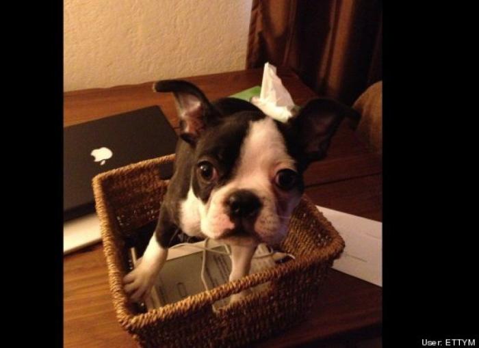 ¿Qué hacen un tigre o un león si les dejas una caja de cartón? El mejor vídeo de bichinos de la semana (VÍDEO)