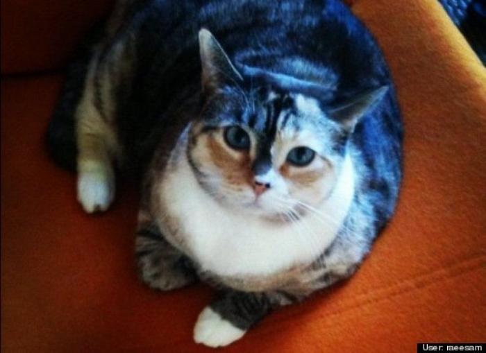 ¿Qué hacen un tigre o un león si les dejas una caja de cartón? El mejor vídeo de bichinos de la semana (VÍDEO)