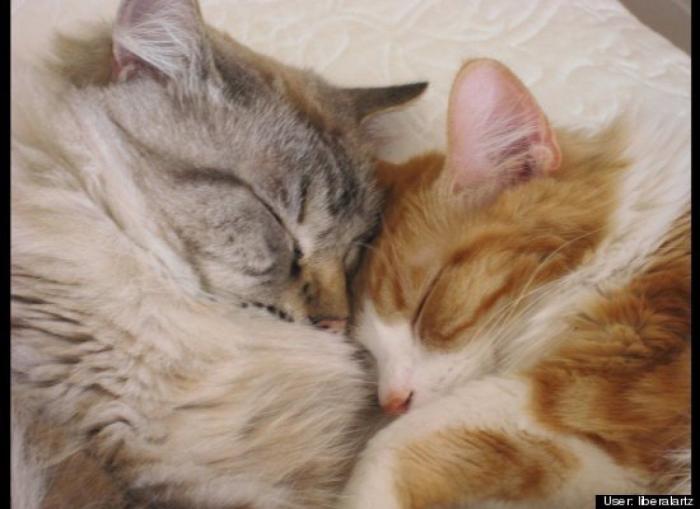 ¿Qué hacen un tigre o un león si les dejas una caja de cartón? El mejor vídeo de bichinos de la semana (VÍDEO)