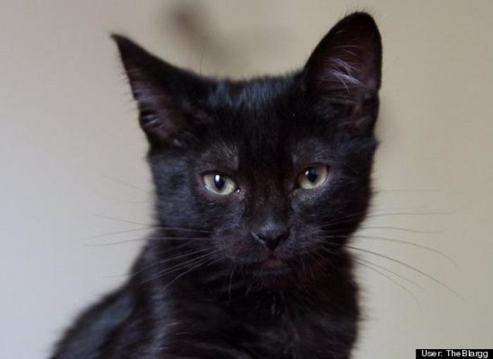 ¿Qué hacen un tigre o un león si les dejas una caja de cartón? El mejor vídeo de bichinos de la semana (VÍDEO)