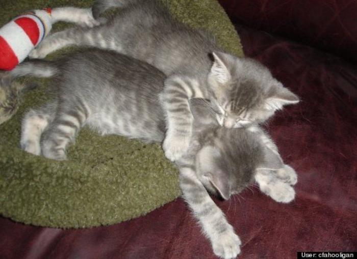 ¿Qué hacen un tigre o un león si les dejas una caja de cartón? El mejor vídeo de bichinos de la semana (VÍDEO)