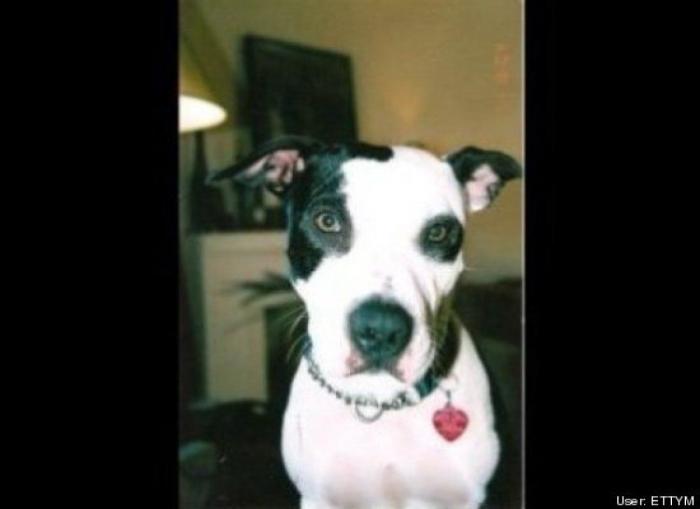 ¿Qué hacen un tigre o un león si les dejas una caja de cartón? El mejor vídeo de bichinos de la semana (VÍDEO)