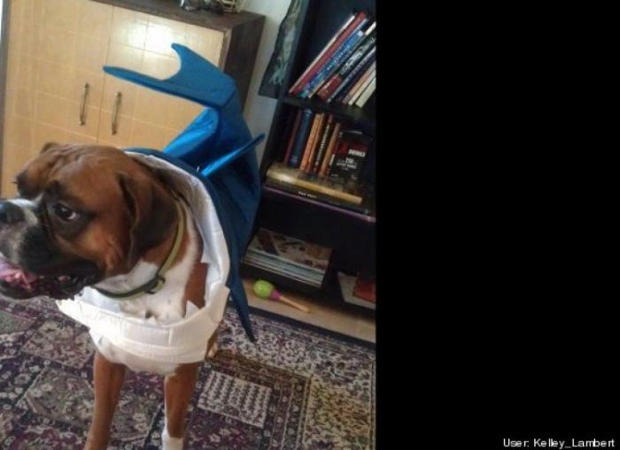 ¿Qué hacen un tigre o un león si les dejas una caja de cartón? El mejor vídeo de bichinos de la semana (VÍDEO)