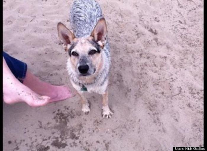 ¿Qué hacen un tigre o un león si les dejas una caja de cartón? El mejor vídeo de bichinos de la semana (VÍDEO)
