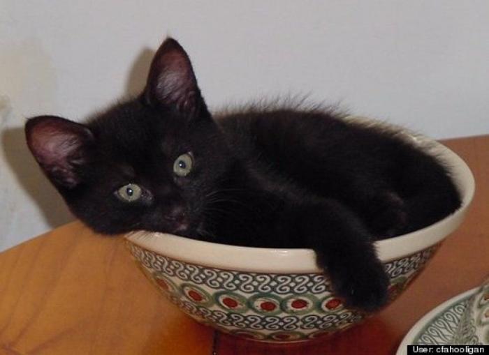 ¿Qué hacen un tigre o un león si les dejas una caja de cartón? El mejor vídeo de bichinos de la semana (VÍDEO)