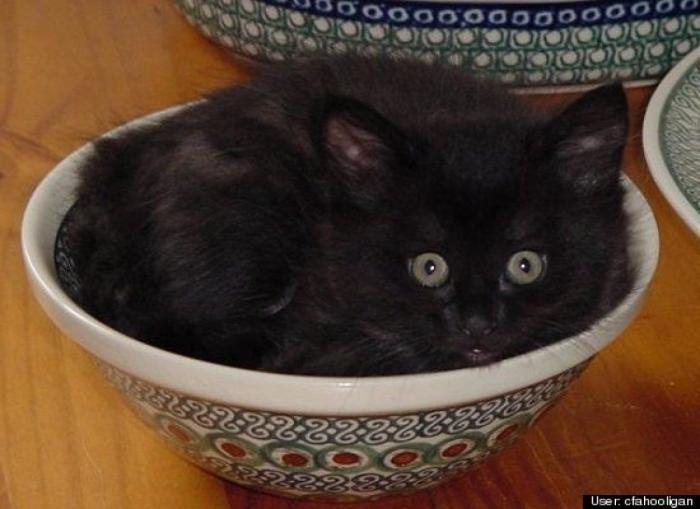 ¿Qué hacen un tigre o un león si les dejas una caja de cartón? El mejor vídeo de bichinos de la semana (VÍDEO)