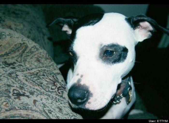 ¿Qué hacen un tigre o un león si les dejas una caja de cartón? El mejor vídeo de bichinos de la semana (VÍDEO)