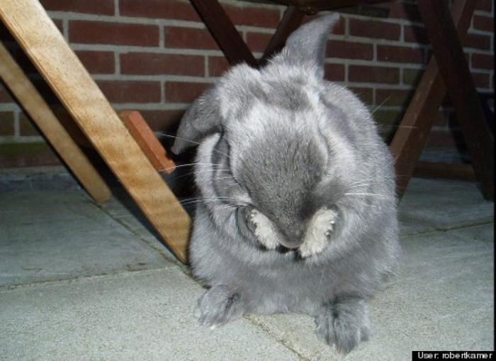 ¿Qué hacen un tigre o un león si les dejas una caja de cartón? El mejor vídeo de bichinos de la semana (VÍDEO)