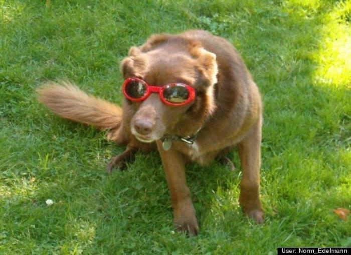 ¿Qué hacen un tigre o un león si les dejas una caja de cartón? El mejor vídeo de bichinos de la semana (VÍDEO)