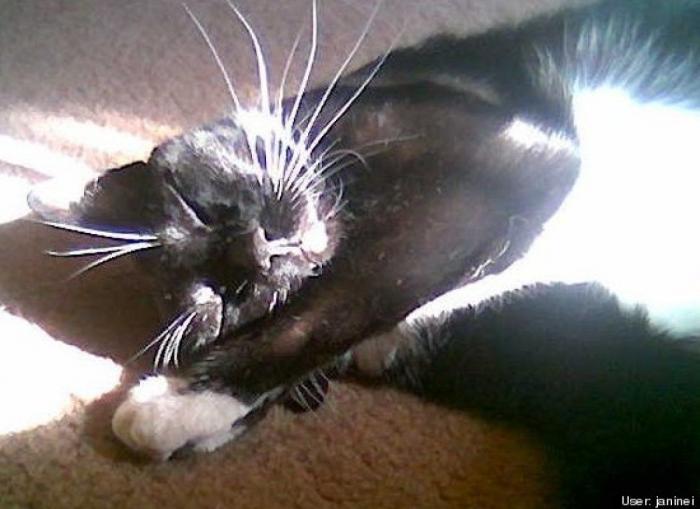 ¿Qué hacen un tigre o un león si les dejas una caja de cartón? El mejor vídeo de bichinos de la semana (VÍDEO)