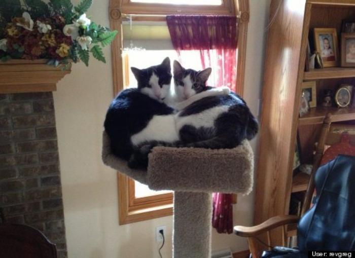 ¿Qué hacen un tigre o un león si les dejas una caja de cartón? El mejor vídeo de bichinos de la semana (VÍDEO)