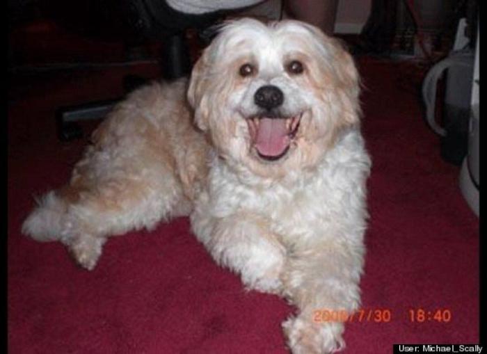 ¿Qué hacen un tigre o un león si les dejas una caja de cartón? El mejor vídeo de bichinos de la semana (VÍDEO)