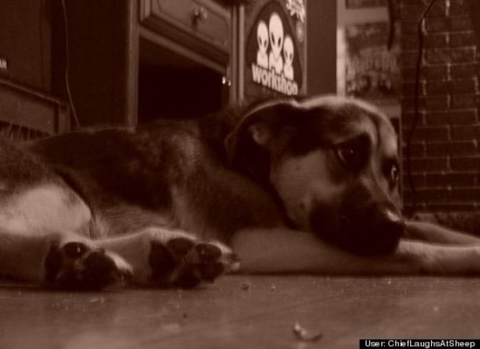 ¿Qué hacen un tigre o un león si les dejas una caja de cartón? El mejor vídeo de bichinos de la semana (VÍDEO)