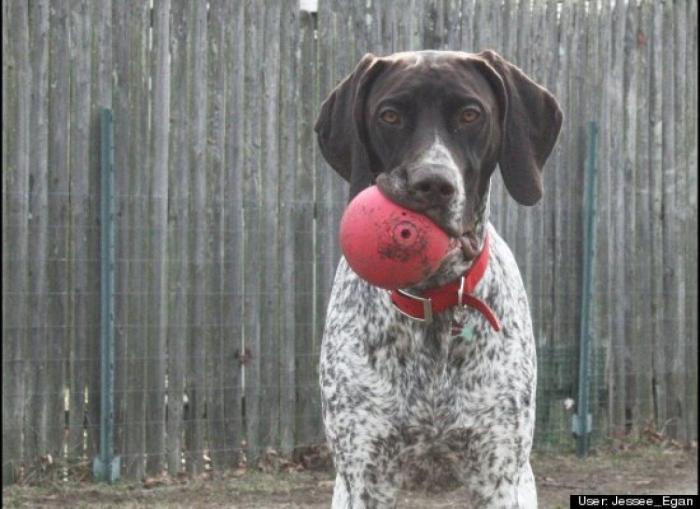 ¿Qué hacen un tigre o un león si les dejas una caja de cartón? El mejor vídeo de bichinos de la semana (VÍDEO)