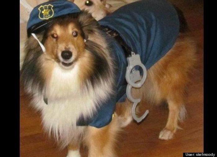 ¿Qué hacen un tigre o un león si les dejas una caja de cartón? El mejor vídeo de bichinos de la semana (VÍDEO)