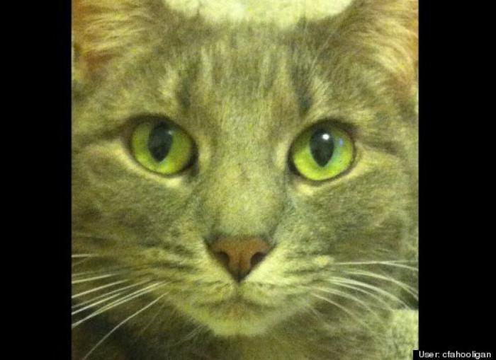 ¿Qué hacen un tigre o un león si les dejas una caja de cartón? El mejor vídeo de bichinos de la semana (VÍDEO)