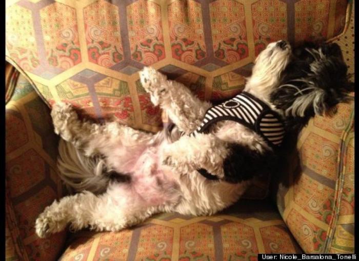 ¿Qué hacen un tigre o un león si les dejas una caja de cartón? El mejor vídeo de bichinos de la semana (VÍDEO)