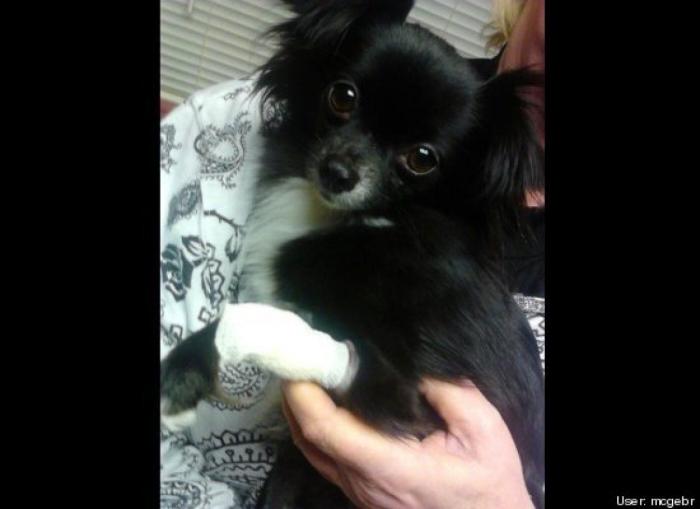 ¿Qué hacen un tigre o un león si les dejas una caja de cartón? El mejor vídeo de bichinos de la semana (VÍDEO)