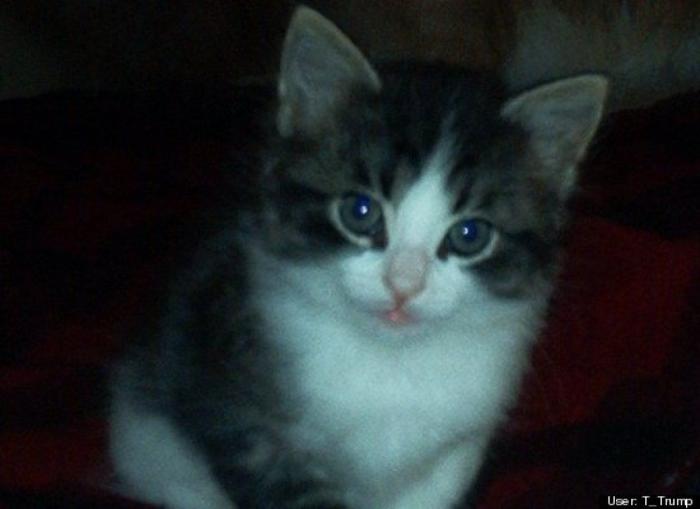 ¿Qué hacen un tigre o un león si les dejas una caja de cartón? El mejor vídeo de bichinos de la semana (VÍDEO)