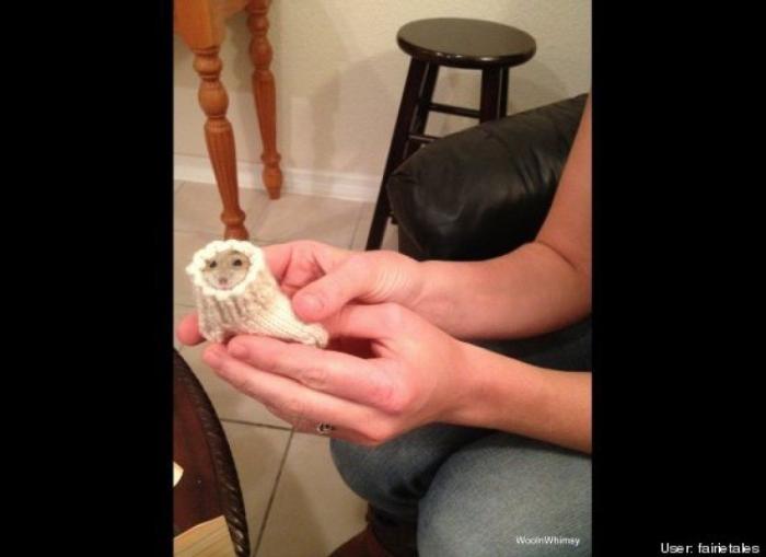 ¿Qué hacen un tigre o un león si les dejas una caja de cartón? El mejor vídeo de bichinos de la semana (VÍDEO)