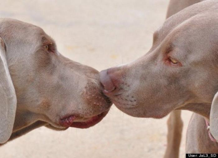 ¿Qué hacen un tigre o un león si les dejas una caja de cartón? El mejor vídeo de bichinos de la semana (VÍDEO)