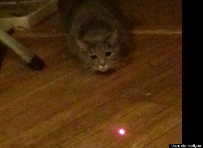 ¿Qué hacen un tigre o un león si les dejas una caja de cartón? El mejor vídeo de bichinos de la semana (VÍDEO)