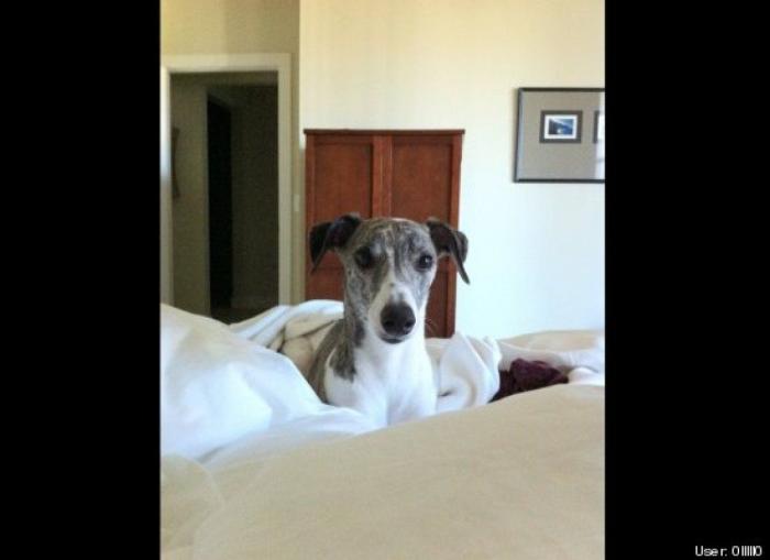 ¿Qué hacen un tigre o un león si les dejas una caja de cartón? El mejor vídeo de bichinos de la semana (VÍDEO)