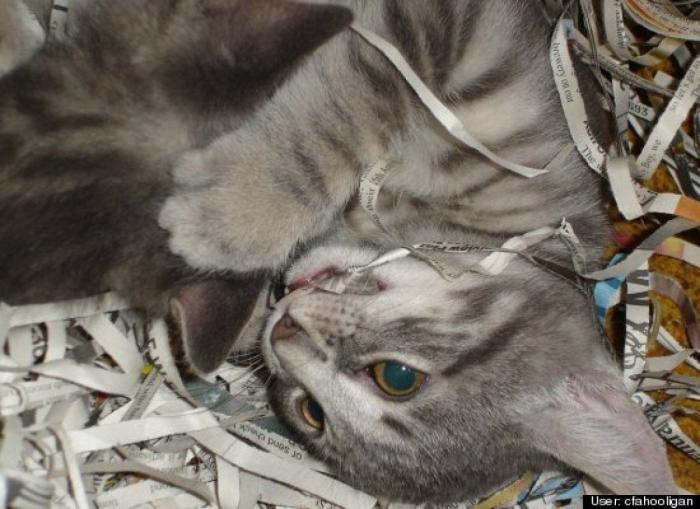 ¿Qué hacen un tigre o un león si les dejas una caja de cartón? El mejor vídeo de bichinos de la semana (VÍDEO)