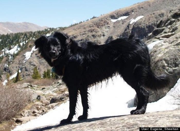 ¿Qué hacen un tigre o un león si les dejas una caja de cartón? El mejor vídeo de bichinos de la semana (VÍDEO)