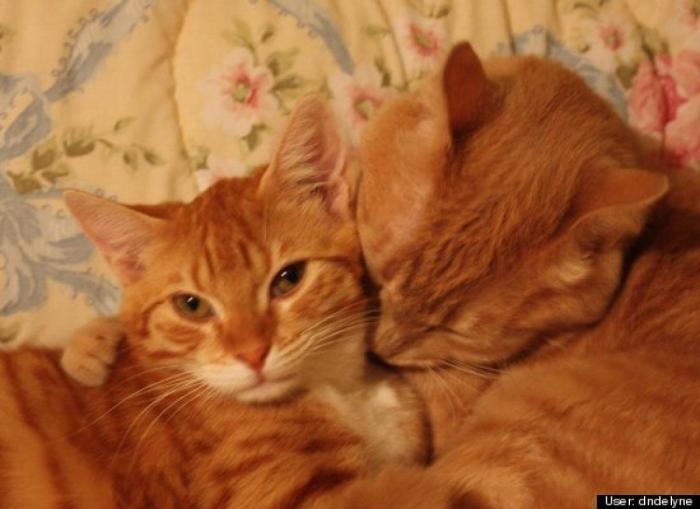 ¿Qué hacen un tigre o un león si les dejas una caja de cartón? El mejor vídeo de bichinos de la semana (VÍDEO)