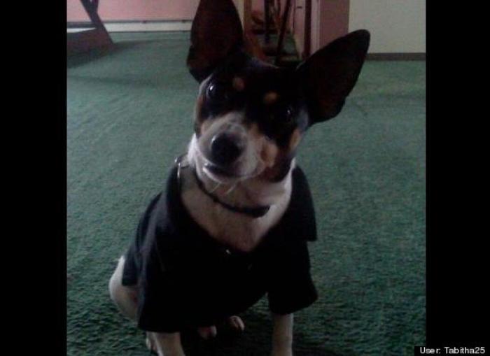 ¿Qué hacen un tigre o un león si les dejas una caja de cartón? El mejor vídeo de bichinos de la semana (VÍDEO)