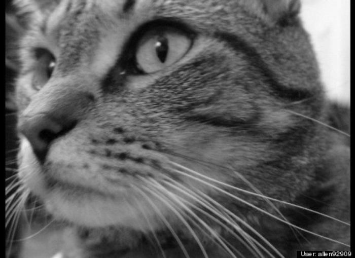 ¿Qué hacen un tigre o un león si les dejas una caja de cartón? El mejor vídeo de bichinos de la semana (VÍDEO)