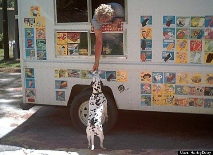 ¿Qué hacen un tigre o un león si les dejas una caja de cartón? El mejor vídeo de bichinos de la semana (VÍDEO)