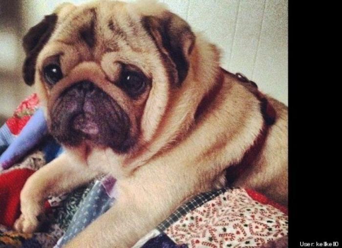 ¿Qué hacen un tigre o un león si les dejas una caja de cartón? El mejor vídeo de bichinos de la semana (VÍDEO)