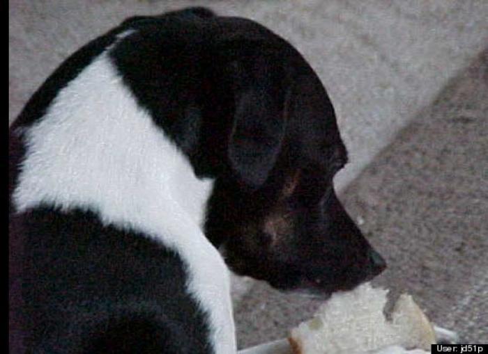 ¿Qué hacen un tigre o un león si les dejas una caja de cartón? El mejor vídeo de bichinos de la semana (VÍDEO)