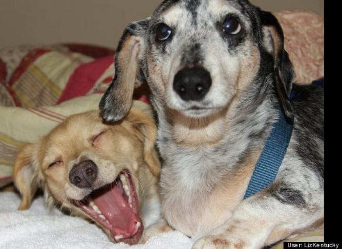 ¿Qué hacen un tigre o un león si les dejas una caja de cartón? El mejor vídeo de bichinos de la semana (VÍDEO)