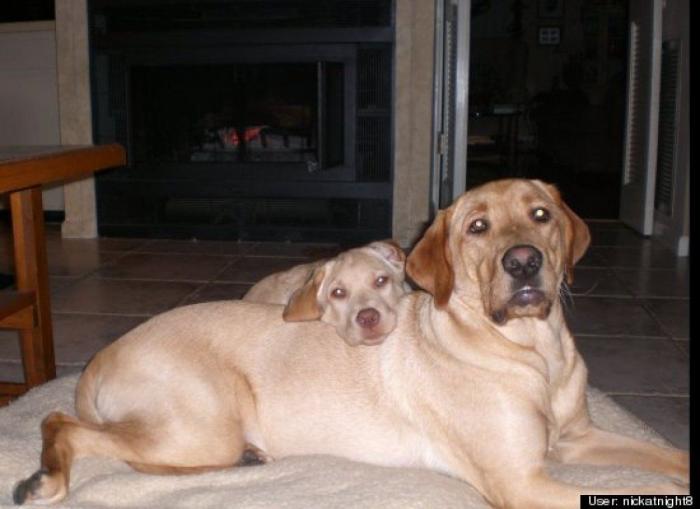 ¿Qué hacen un tigre o un león si les dejas una caja de cartón? El mejor vídeo de bichinos de la semana (VÍDEO)