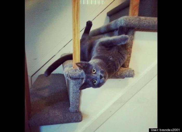 ¿Qué hacen un tigre o un león si les dejas una caja de cartón? El mejor vídeo de bichinos de la semana (VÍDEO)