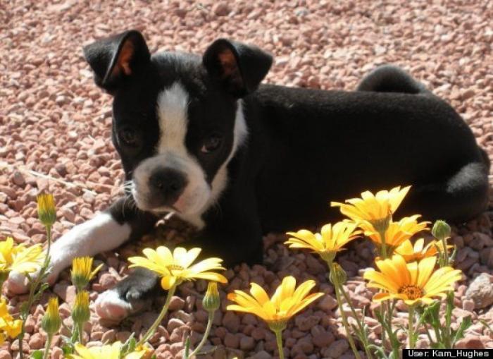 ¿Qué hacen un tigre o un león si les dejas una caja de cartón? El mejor vídeo de bichinos de la semana (VÍDEO)