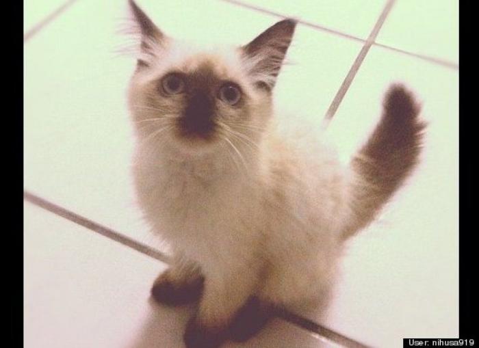 ¿Qué hacen un tigre o un león si les dejas una caja de cartón? El mejor vídeo de bichinos de la semana (VÍDEO)