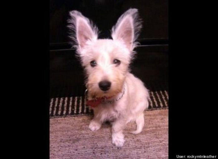¿Qué hacen un tigre o un león si les dejas una caja de cartón? El mejor vídeo de bichinos de la semana (VÍDEO)