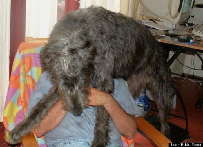 ¿Qué hacen un tigre o un león si les dejas una caja de cartón? El mejor vídeo de bichinos de la semana (VÍDEO)