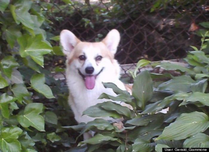 ¿Qué hacen un tigre o un león si les dejas una caja de cartón? El mejor vídeo de bichinos de la semana (VÍDEO)