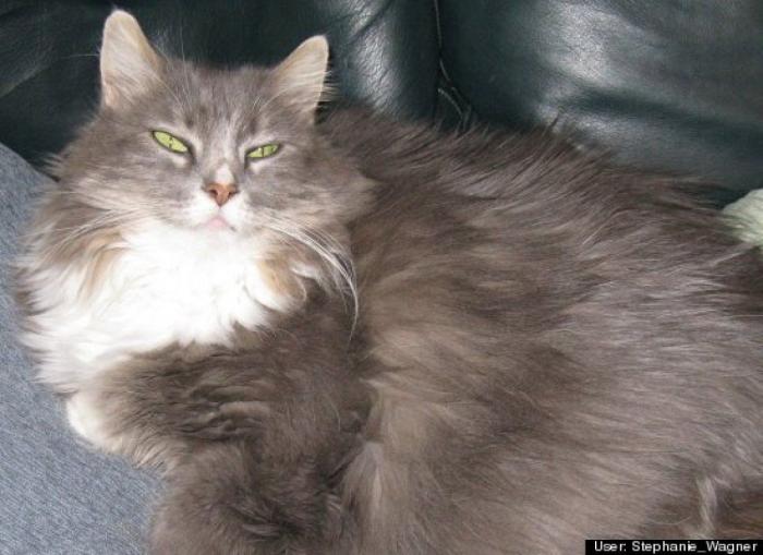 ¿Qué hacen un tigre o un león si les dejas una caja de cartón? El mejor vídeo de bichinos de la semana (VÍDEO)